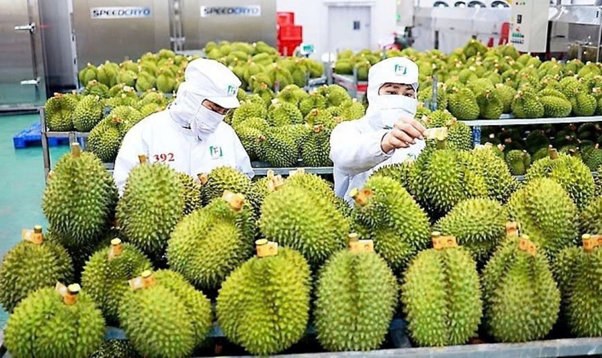 Giá sầu riêng hôm nay 27/11: Tiếp tục neo cao, cơ hội lớn từ xuất khẩu sang Trung Quốc