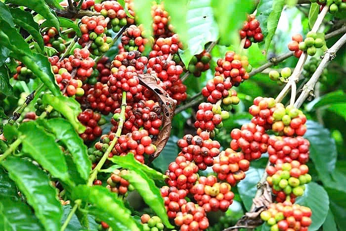 Dự báo giá cà phê ngày mai sẽ còn nhích nhẹ