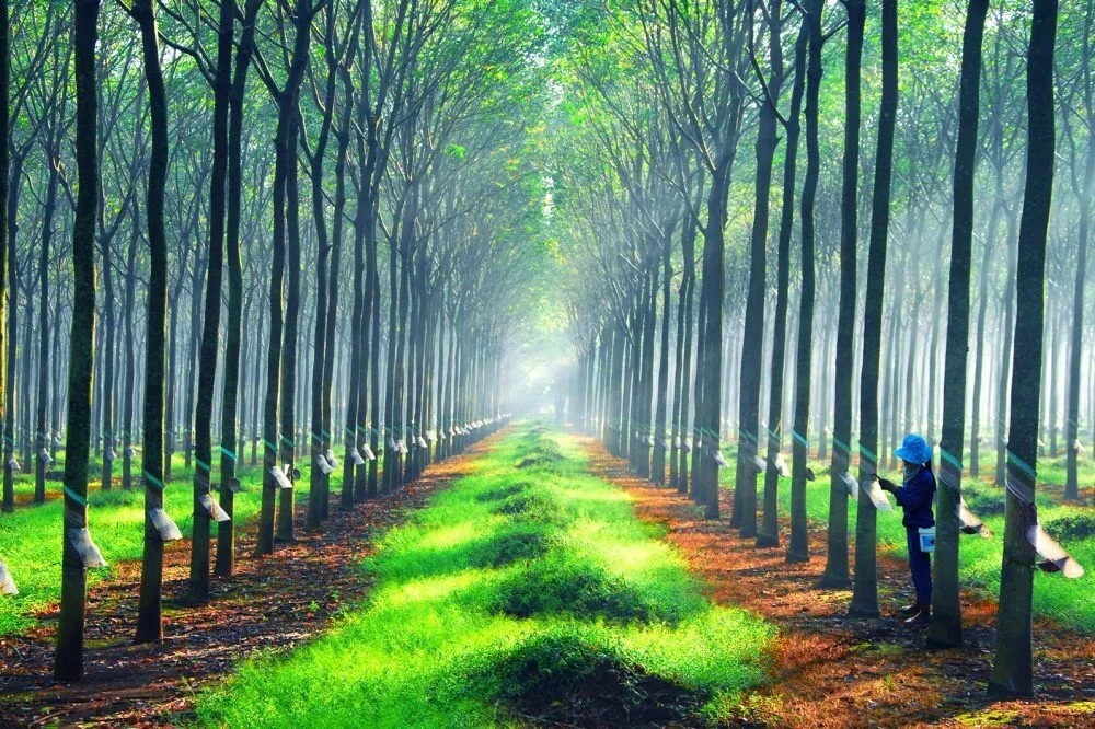Giá cao su hôm nay biến động trái chiều
