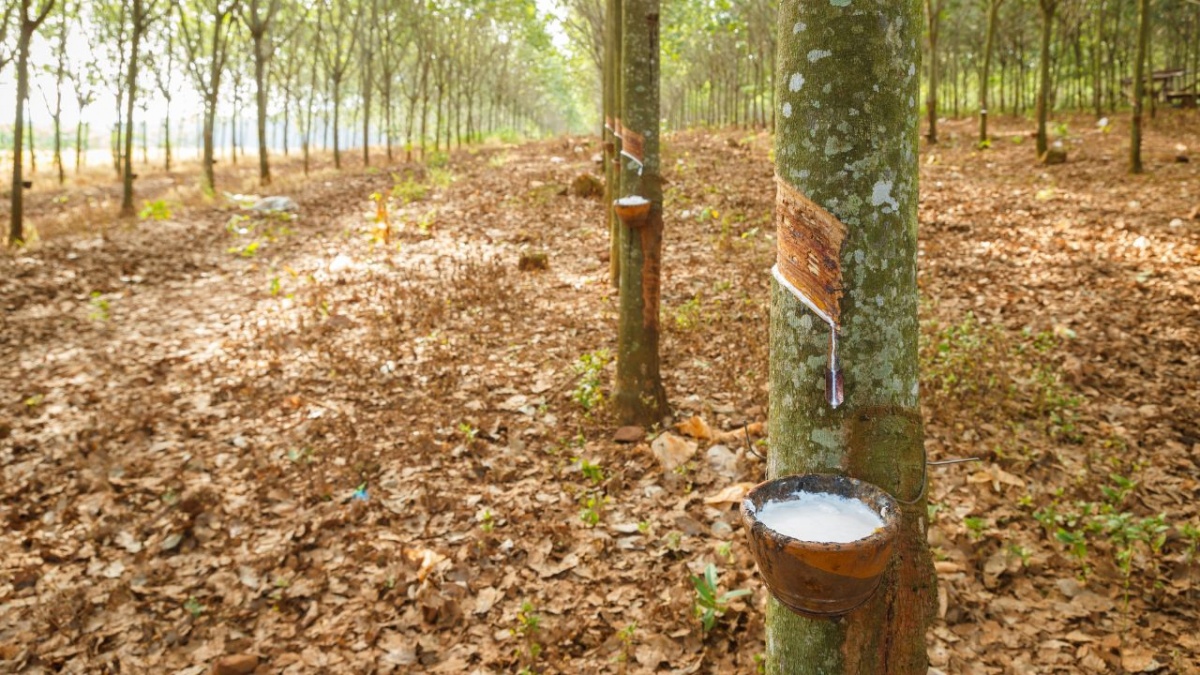 Giá cao su biến động khó lường
