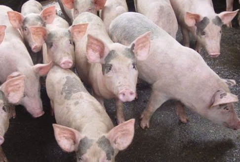 Giá heo hơi hôm nay 31/3/2025: Giảm mạnh, nhiều nơi chạm đáy 66.000 đồng/kg